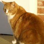 Garf in sun2